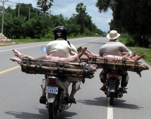 Bonus photo - pigs on back of motorbikes